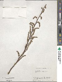 Stachyurus praecox image