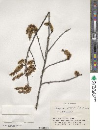 Stachyurus praecox image