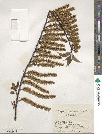 Stachyurus praecox image