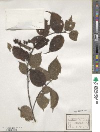 Stachyurus praecox image