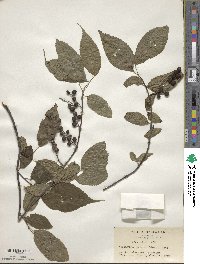 Stachyurus praecox image