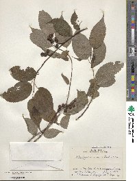 Stachyurus praecox image