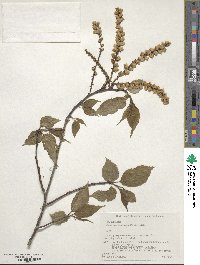 Stachyurus praecox image