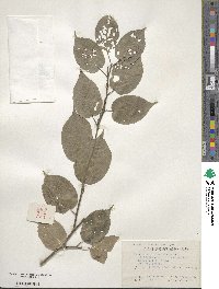 Stachyurus chinensis image