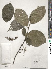 Stachyurus chinensis image