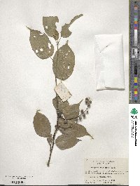 Stachyurus chinensis image