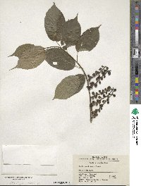 Stachyurus chinensis image