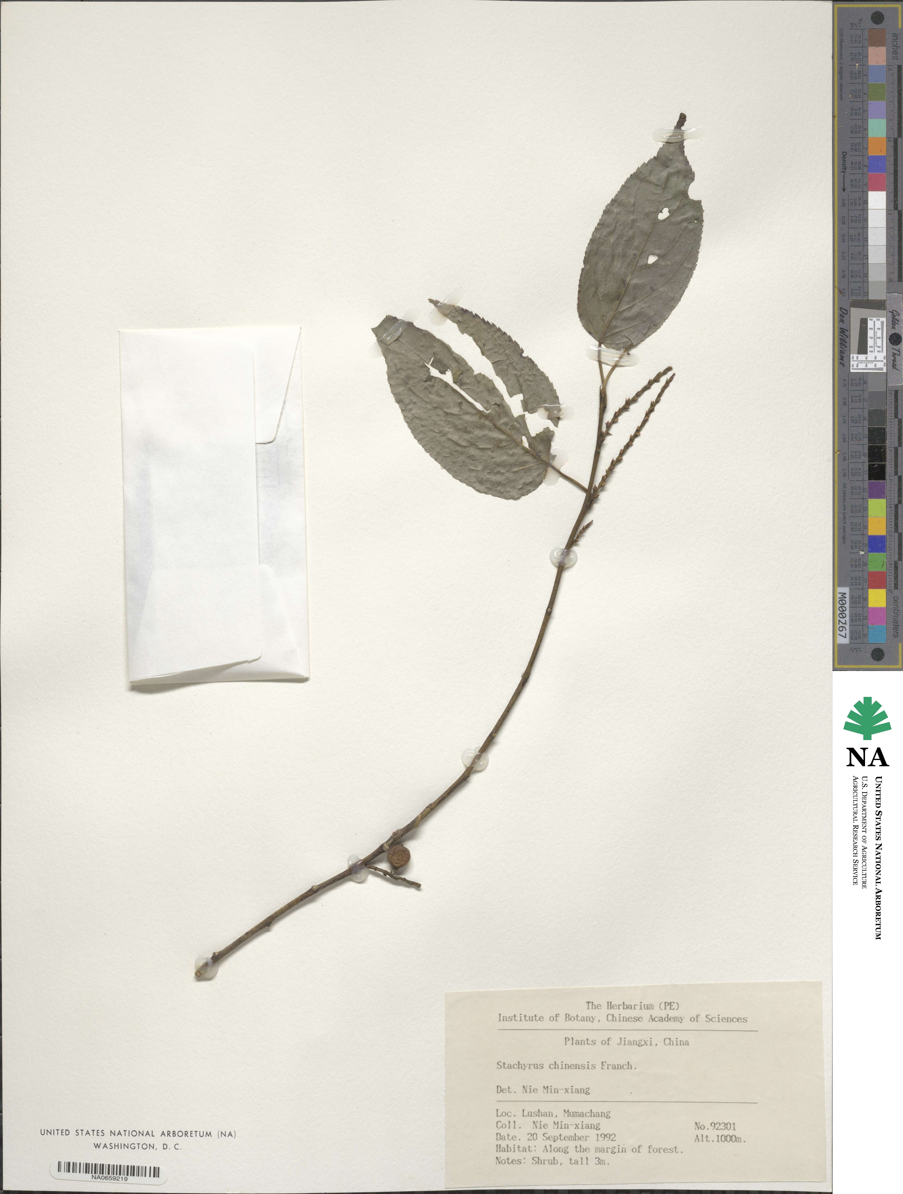 Stachyurus chinensis image