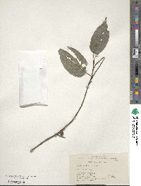 Stachyurus chinensis image