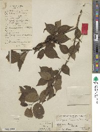 Stachyurus chinensis image