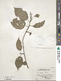 Stachyurus chinensis var. latus image