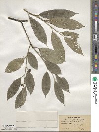 Stachyurus himalaicus image