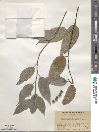 Stachyurus himalaicus image