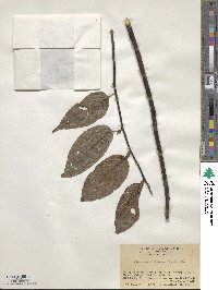 Stachyurus himalaicus image