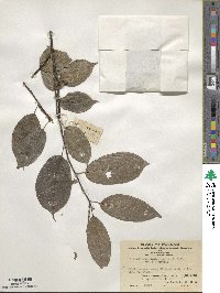 Stachyurus himalaicus image