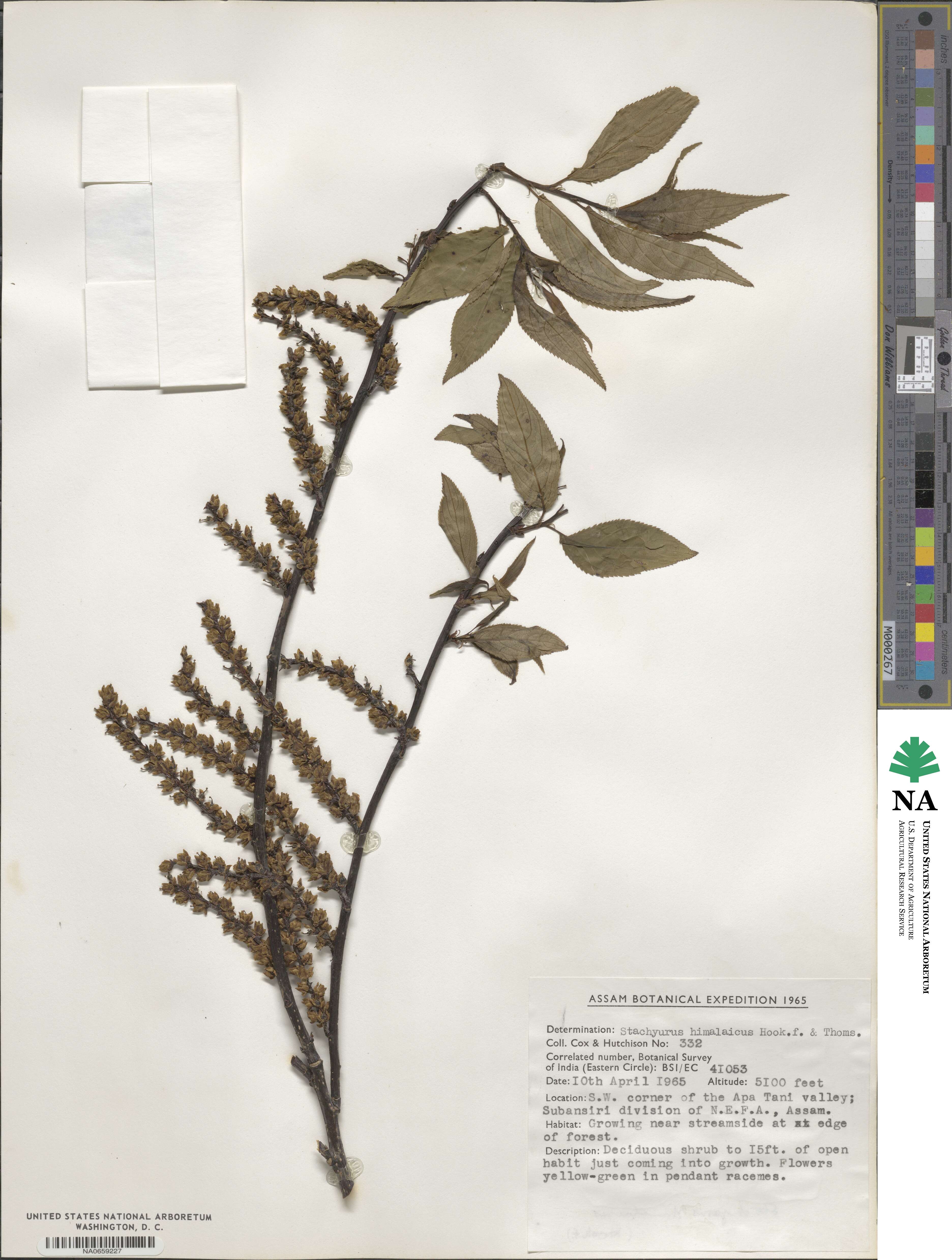 Stachyurus himalaicus image