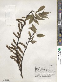 Stachyurus himalaicus image