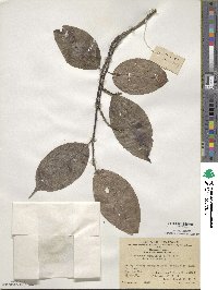 Stachyurus himalaicus image