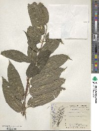 Stachyurus himalaicus image