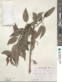 Stachyurus himalaicus image