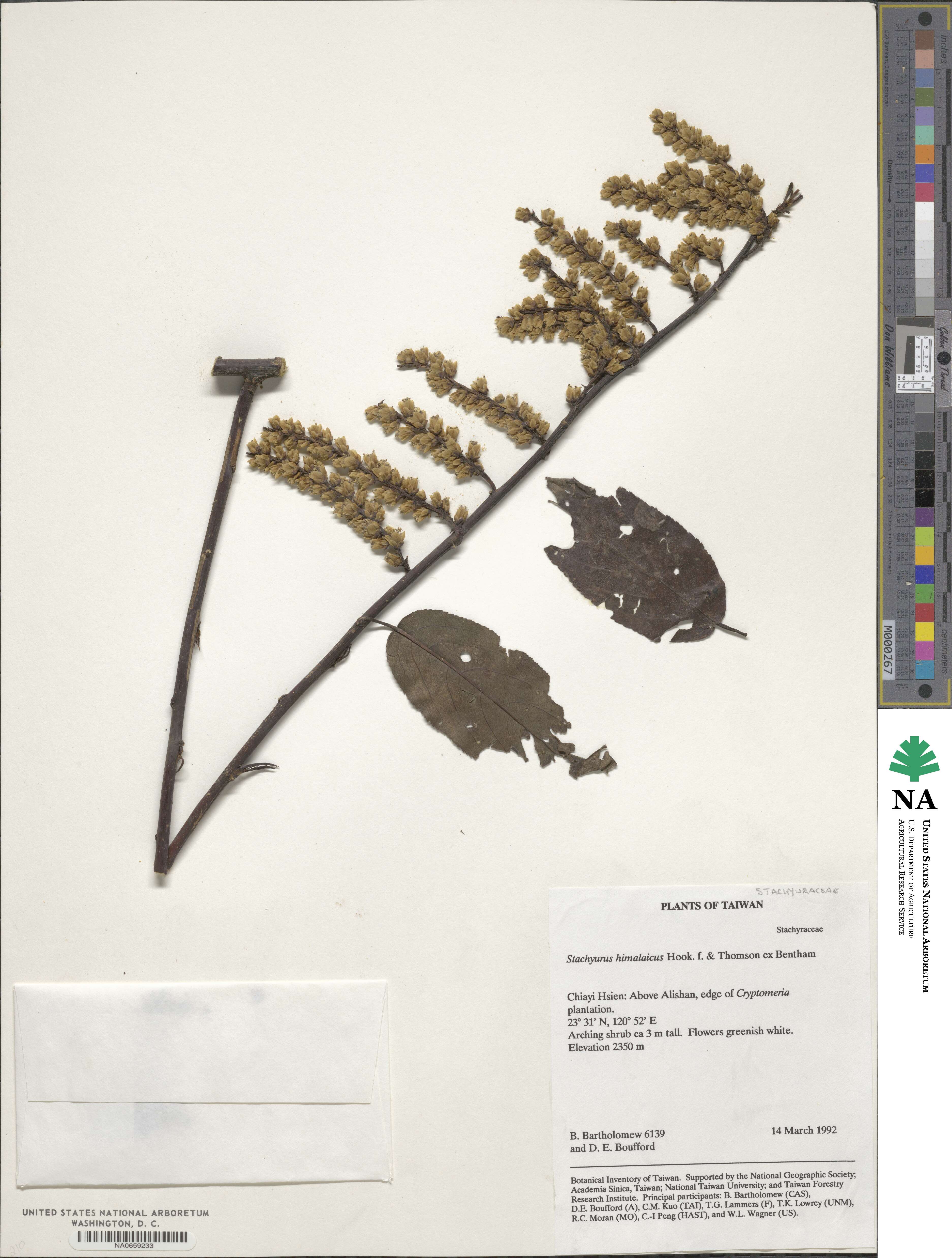 Stachyurus himalaicus image