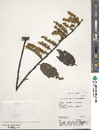 Stachyurus himalaicus image