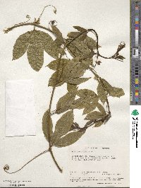 Passiflora edulis image