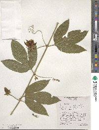 Passiflora edulis image