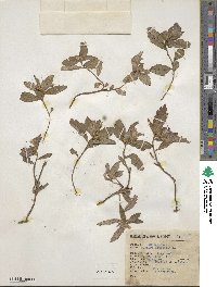 Turnera ulmifolia image