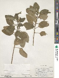 Turnera ulmifolia image