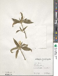 Turnera ulmifolia image