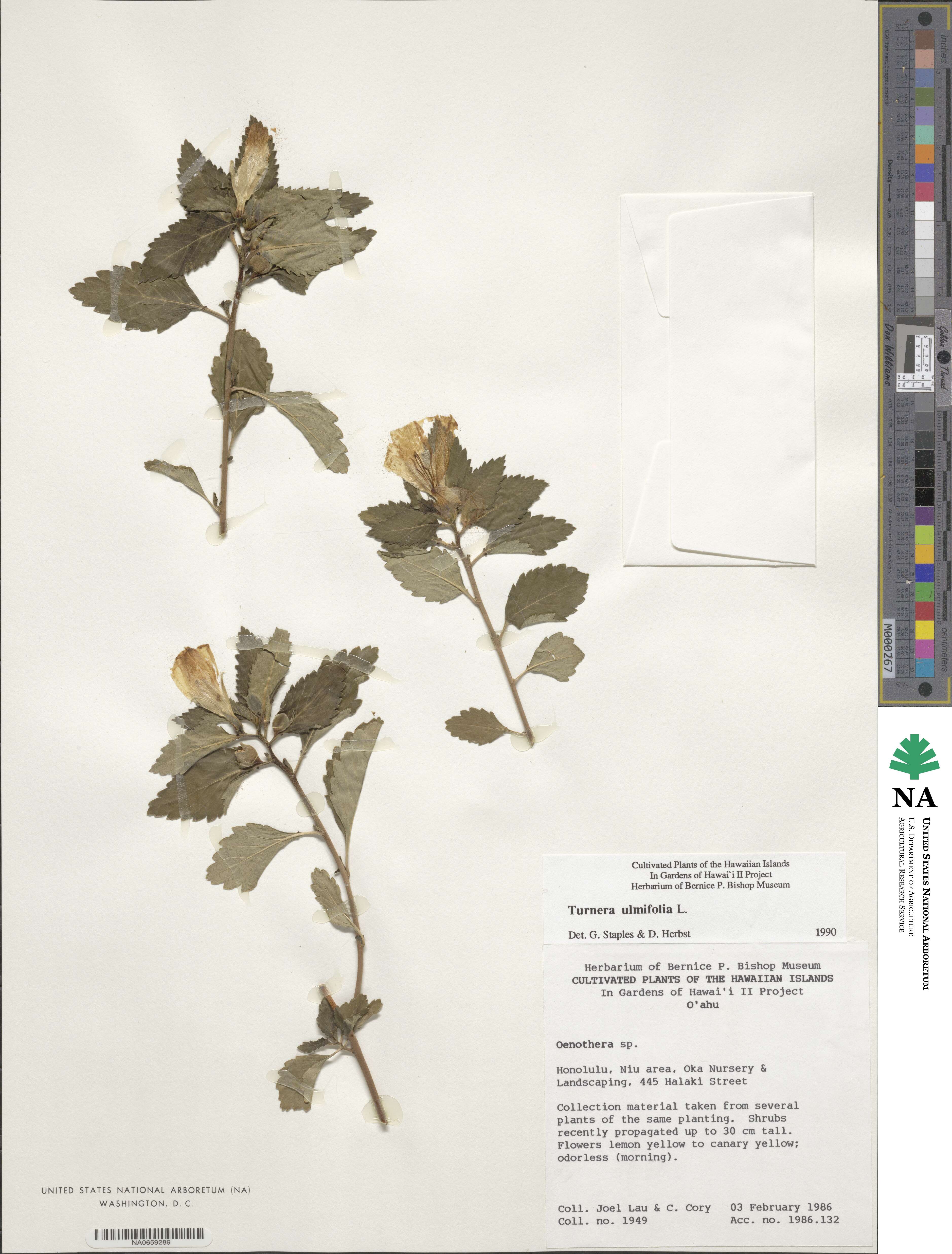 Turnera ulmifolia image