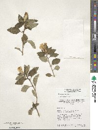 Turnera ulmifolia image