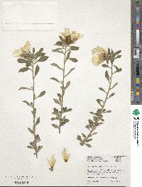 Turnera ulmifolia image