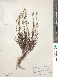 Piriqueta cistoides subsp. caroliniana image