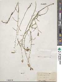 Piriqueta cistoides subsp. caroliniana image