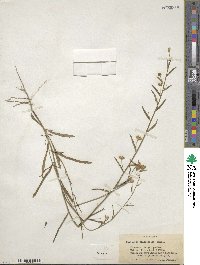 Piriqueta cistoides subsp. caroliniana image