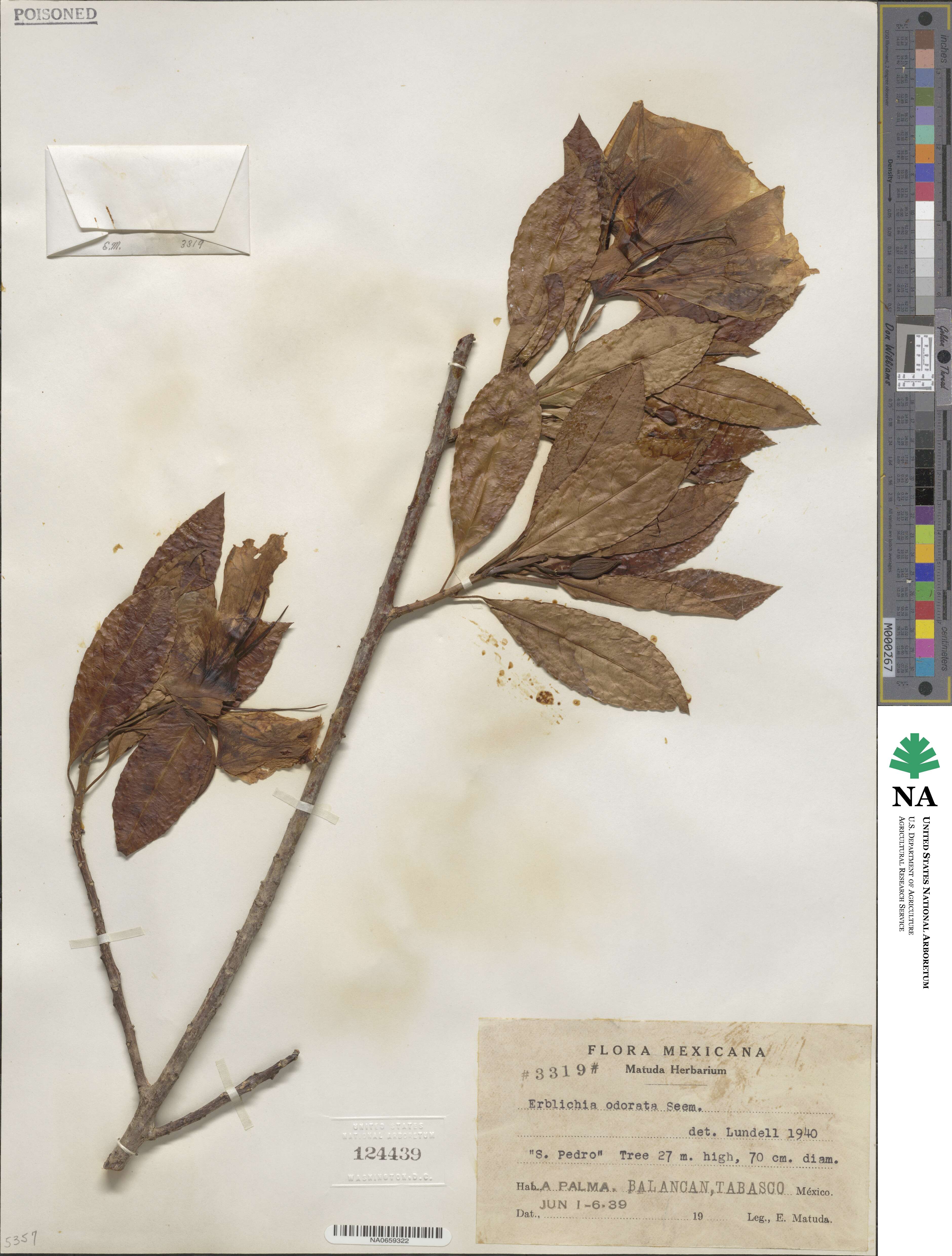 Erblichia odorata image