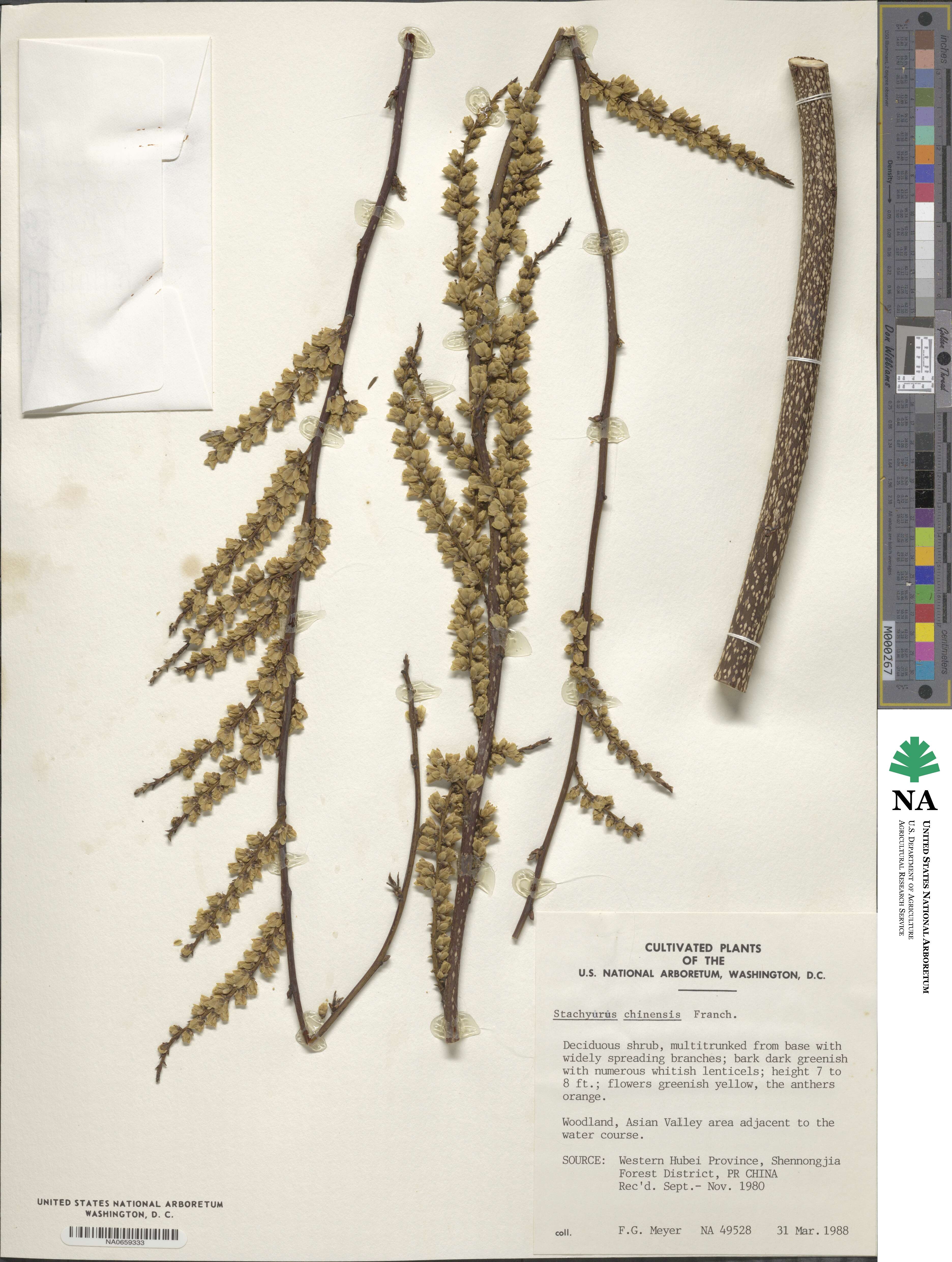 Stachyurus chinensis image