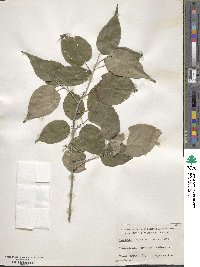 Stachyurus chinensis image