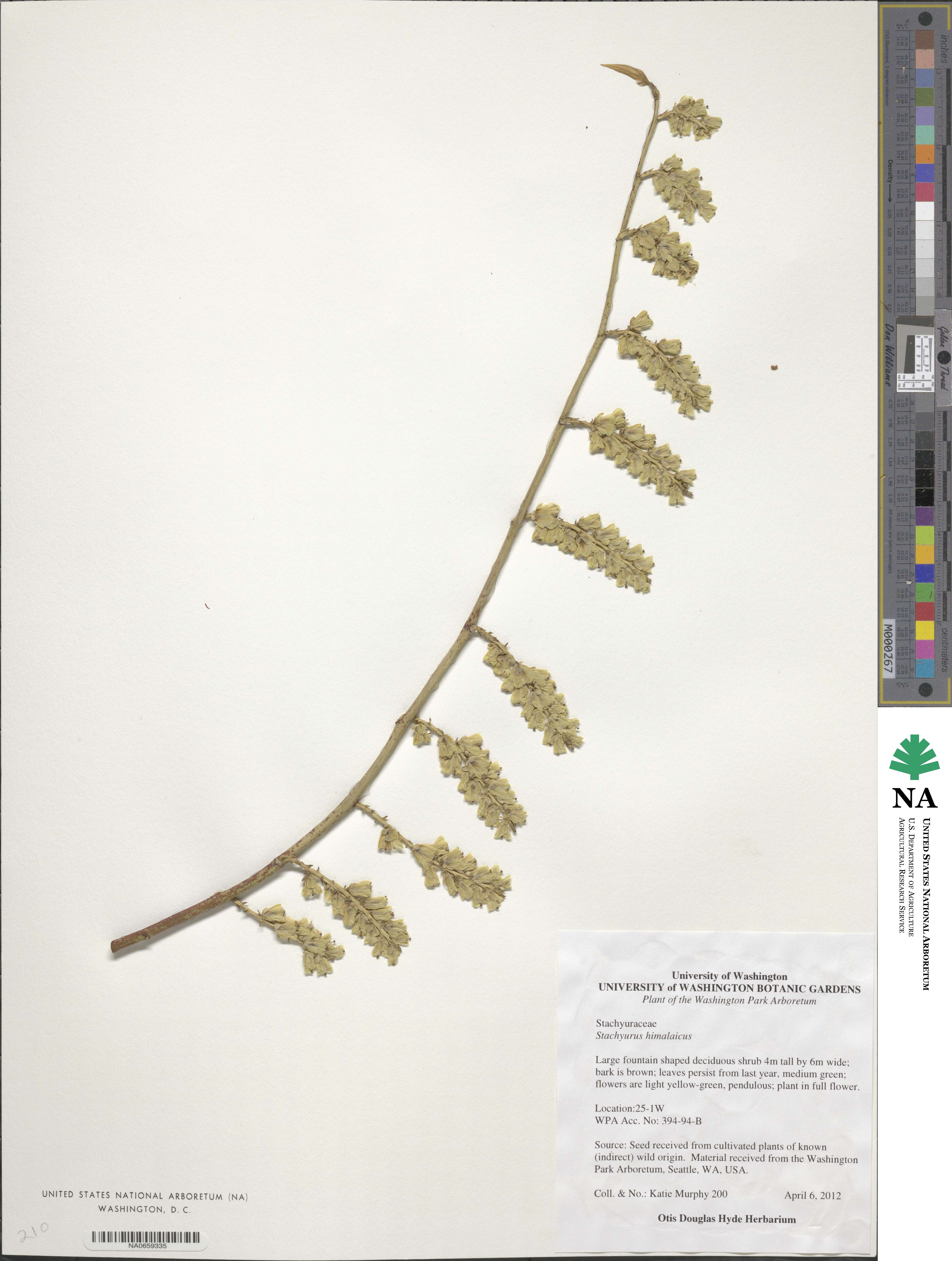 Stachyurus himalaicus image