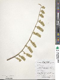 Stachyurus himalaicus image