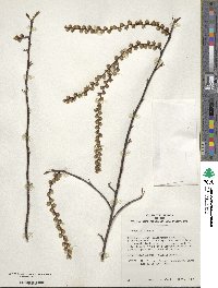 Stachyurus praecox image