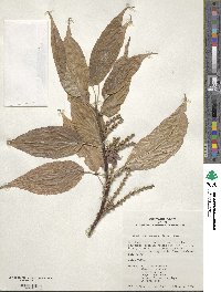 Stachyurus praecox image