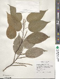 Stachyurus praecox image