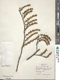 Stachyurus praecox image