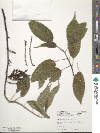 Stachyurus praecox image