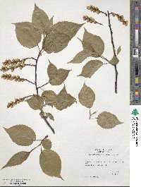 Stachyurus praecox image