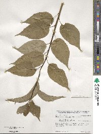 Stachyurus praecox image