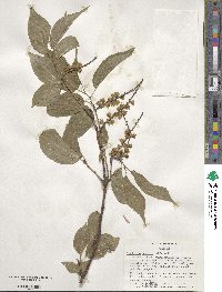 Stachyurus praecox image